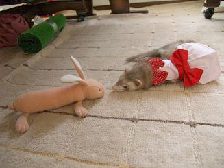 うさぎのぬいぐるみと見つめあうフェレット