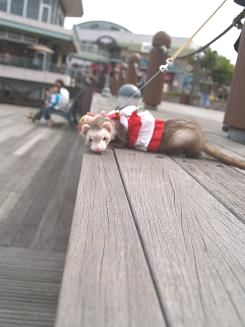 �t�F���b�g�����i���Ń|�[�Y�B